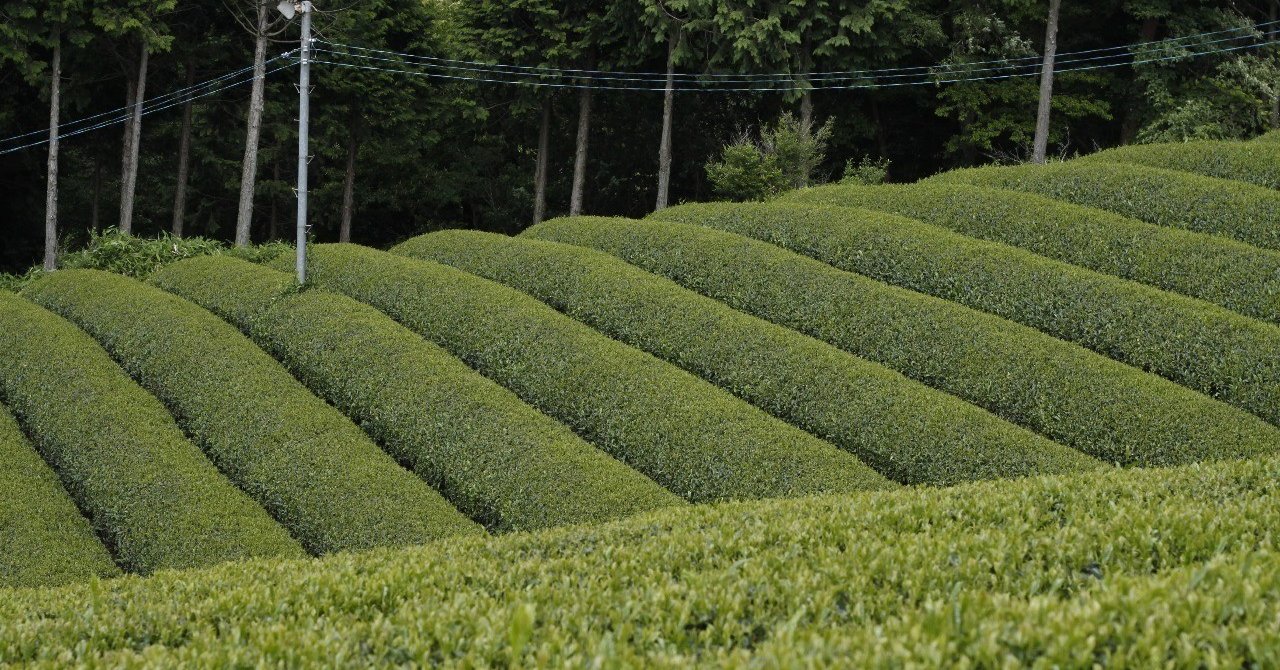 伊藤尚哉 お茶の味を左右する茶園の仕立て「芽重型」と「芽数型」｜伊藤 尚哉