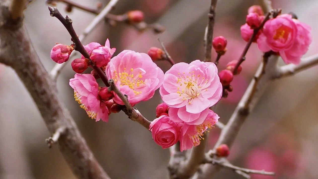 梅の花と蕾｜之哲／Yuki Satoru
