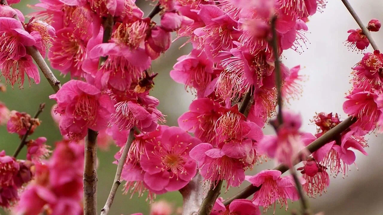梅の花と蕾｜之哲／Yuki Satoru