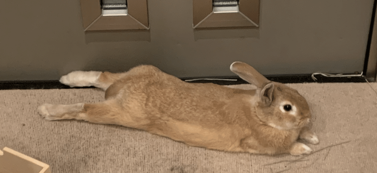 うさぎ日記 今日も 後ろ足伸ばしてリラックス 明日に向けて 休養十分 ぼくとし Note