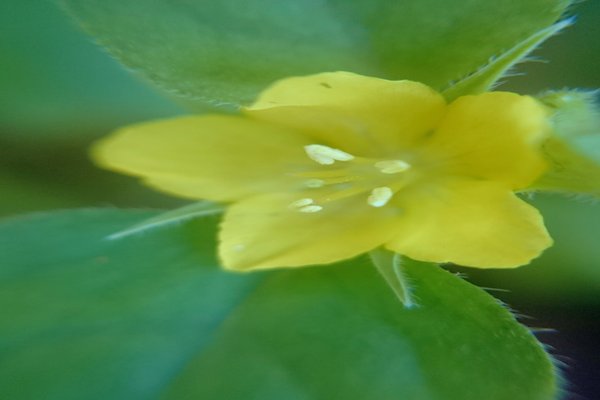 花じゃなくて実が茄子に似てるらしい花言葉は私を食べないで笑笑 の新着タグ記事一覧 Note つくる つながる とどける