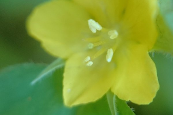 花じゃなくて実が茄子に似てるらしい花言葉は私を食べないで笑笑 の新着タグ記事一覧 Note つくる つながる とどける 花じゃなくて実が茄子に似てるらしい花言葉は私を食べないで笑笑 の新着タグ記事一覧 Note つくる つながる とどける