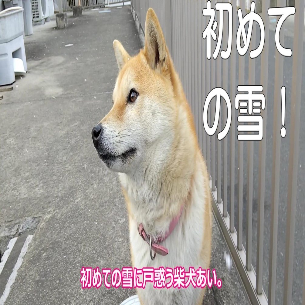 初めての雪よりも 雪に興奮する子どもに興奮する犬 犬山翔太 Note