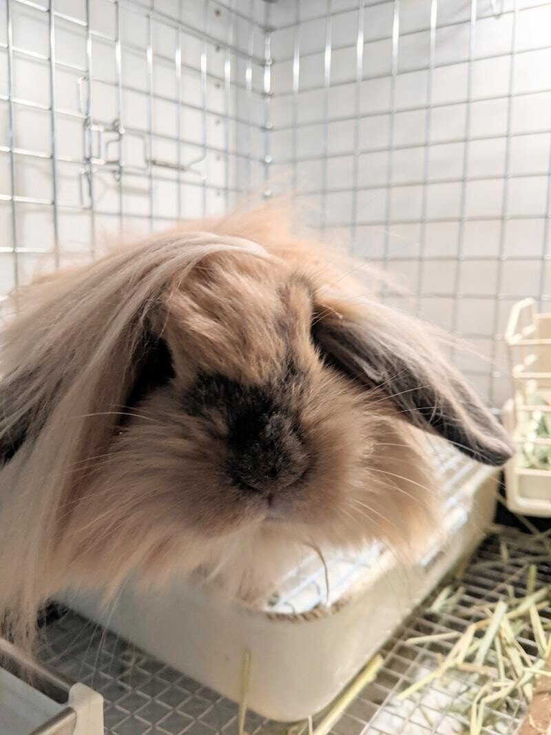 モフモフかわいい、イマドキのロップイヤー♡ ライオンロップとは