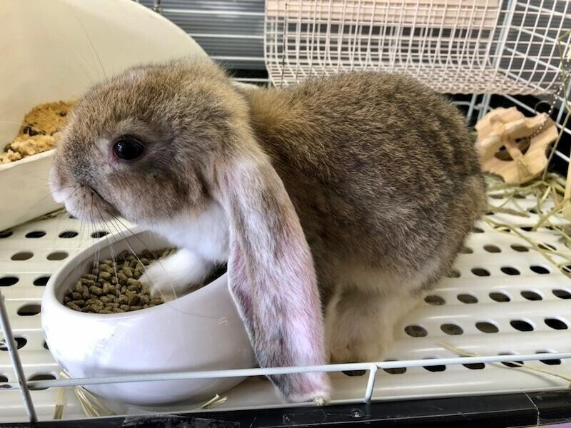 甘えん坊のたれ耳天使♡イングリッシュロップイヤーって？｜ペットの杜