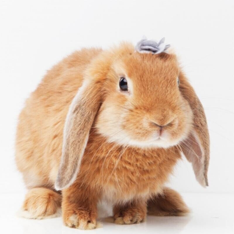 新品、hacodeco、垂れ耳ウサギ♡最終価格‼️ 垂れ耳うさぎ 特徴 風に立ち向かう垂れ耳うさぎ - YouTube
