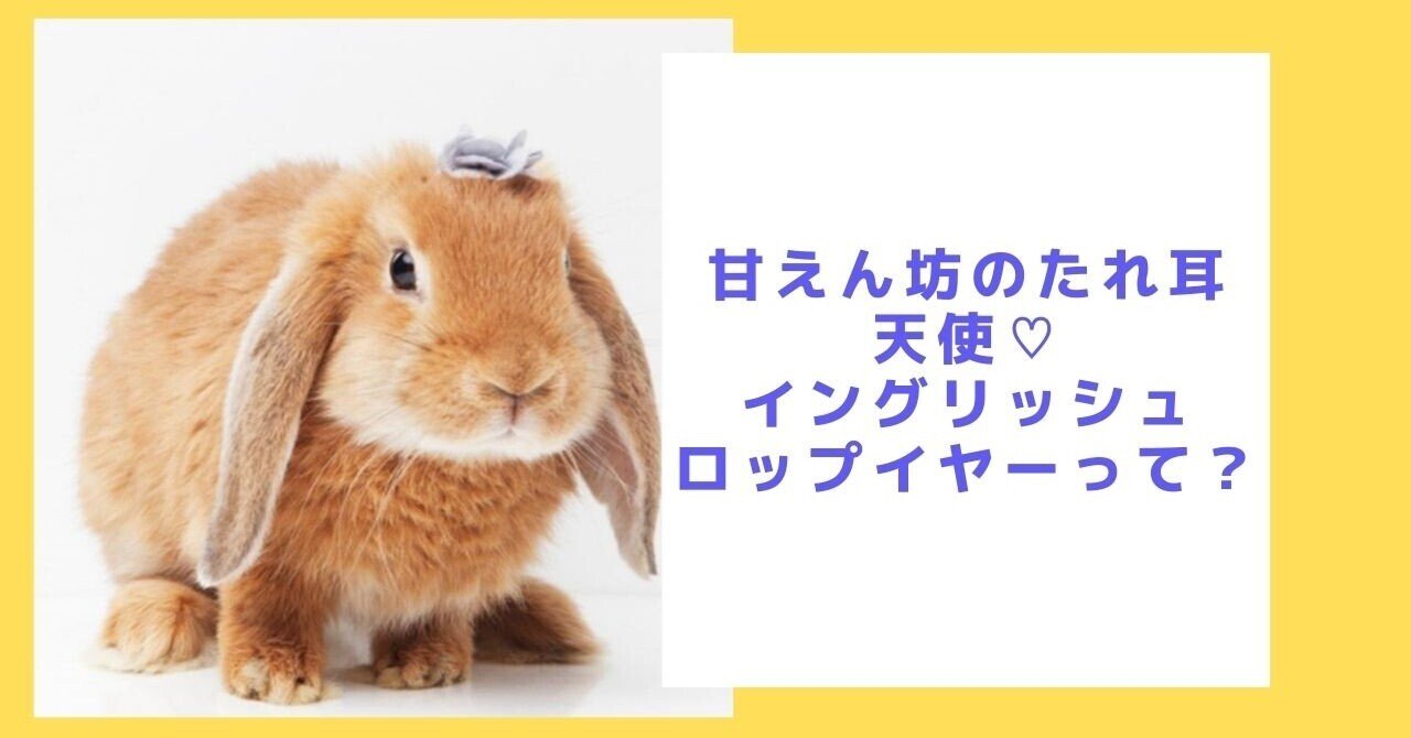 甘えん坊のたれ耳天使♡イングリッシュロップイヤーって？｜ペットの杜