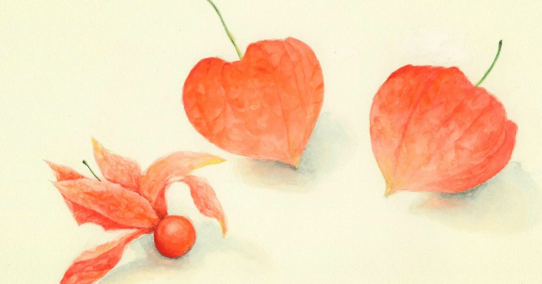 鬼灯の花言葉 鬼灯 Note 鬼灯の花言葉 鬼灯 Note