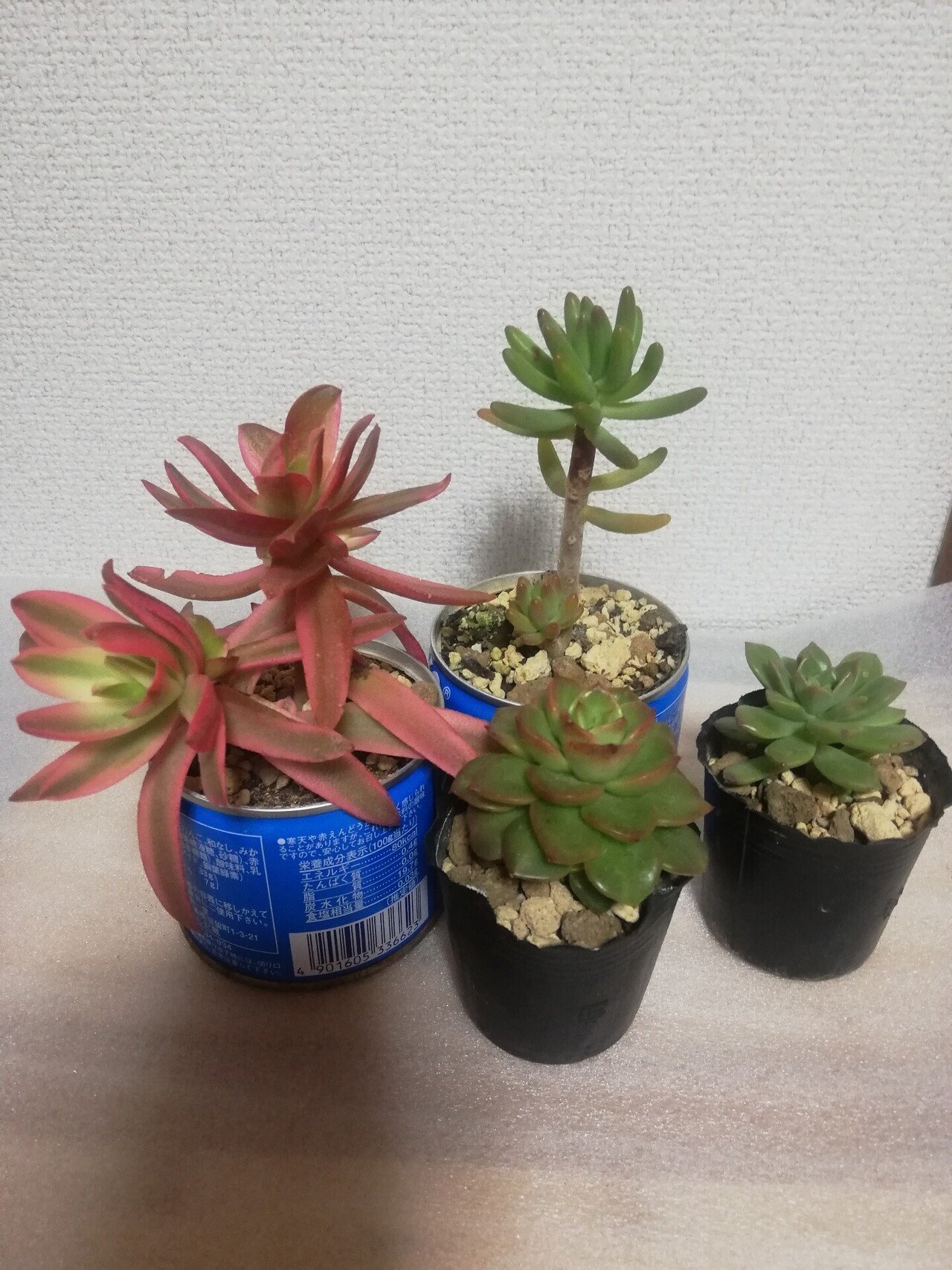 100均多肉の魅力 井川いずみ Note 100均多肉の魅力 井川いずみ Note