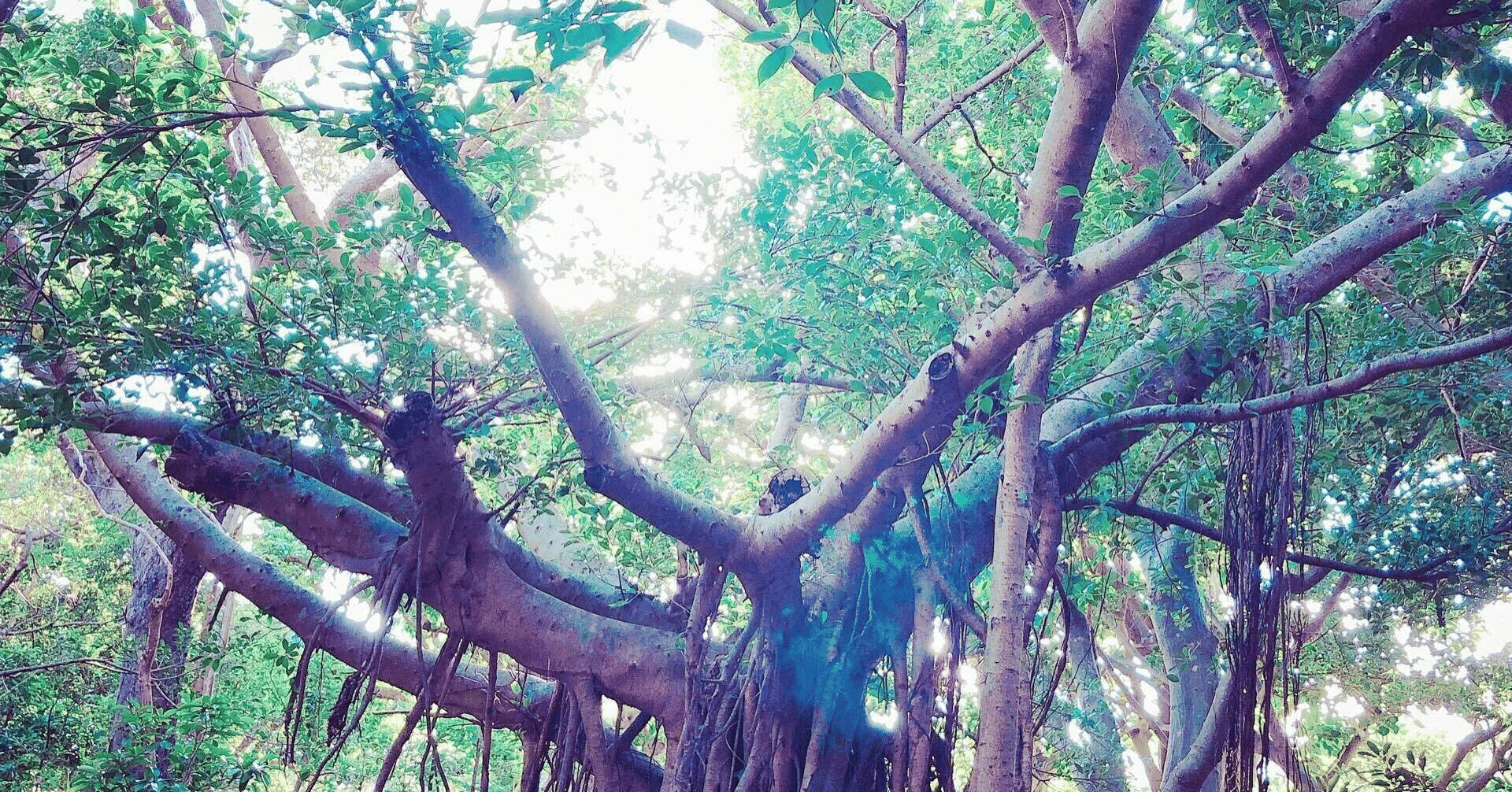 実にキジムナーに会いたい カバカジャ Note