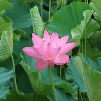 はな