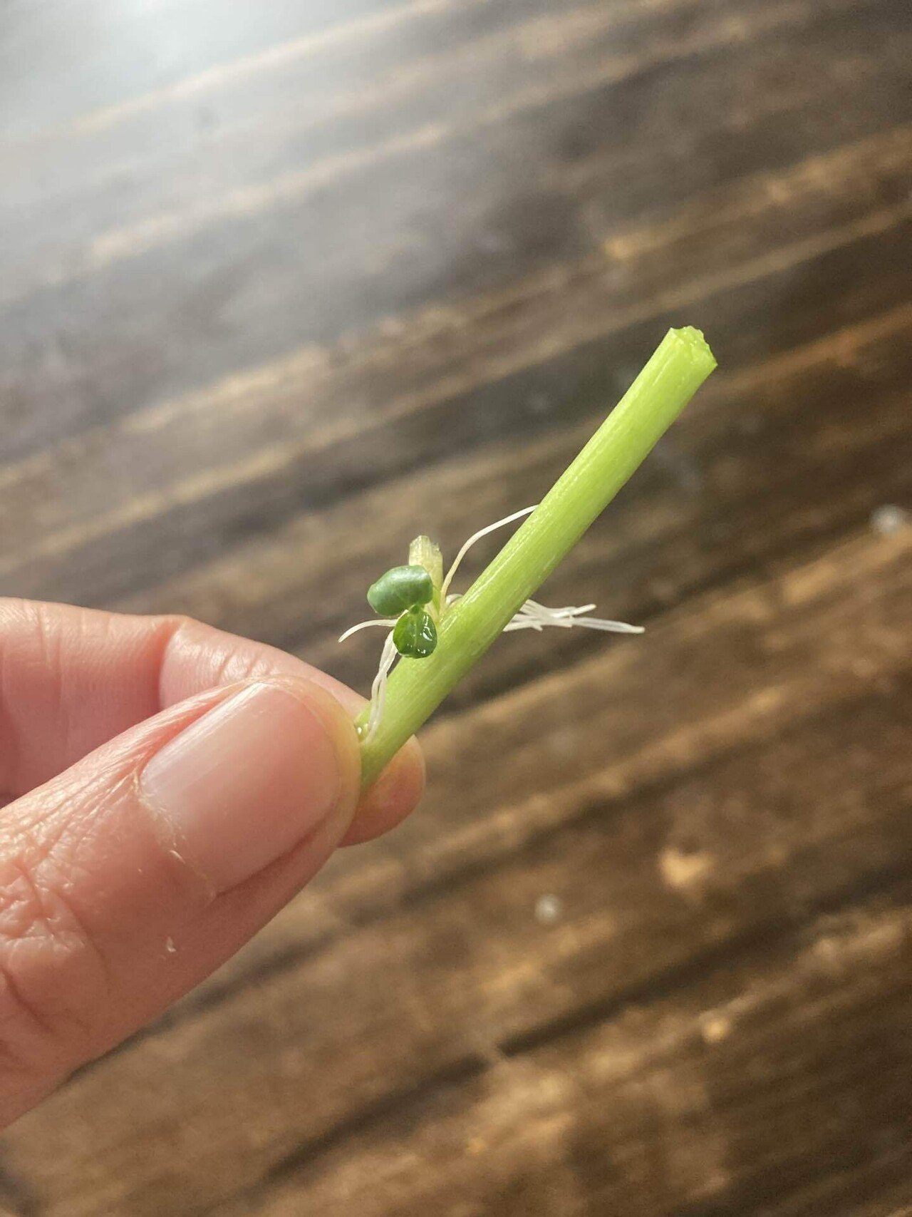 クレソンをペットボトル水耕栽培 百本マイkidsjazz Note