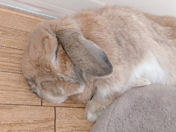 うさぎの寝顔は信頼の証 いい部屋ペット いい部屋ネット 公式 Note