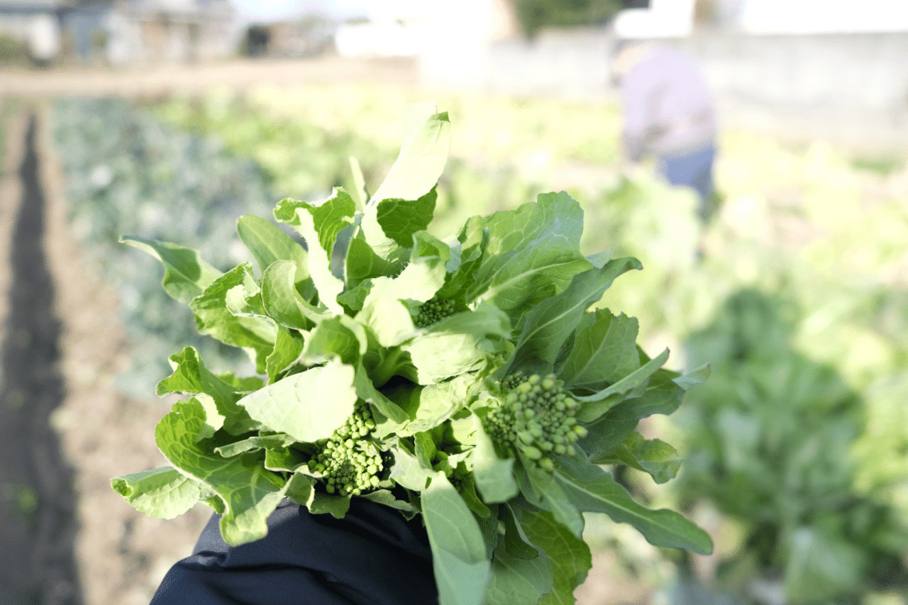 ご近所さんおすすめ 白菜の菜の花 を初夏に仕込んだ梅味噌で和え物に ぶぜんノート 地方移住日記 Note