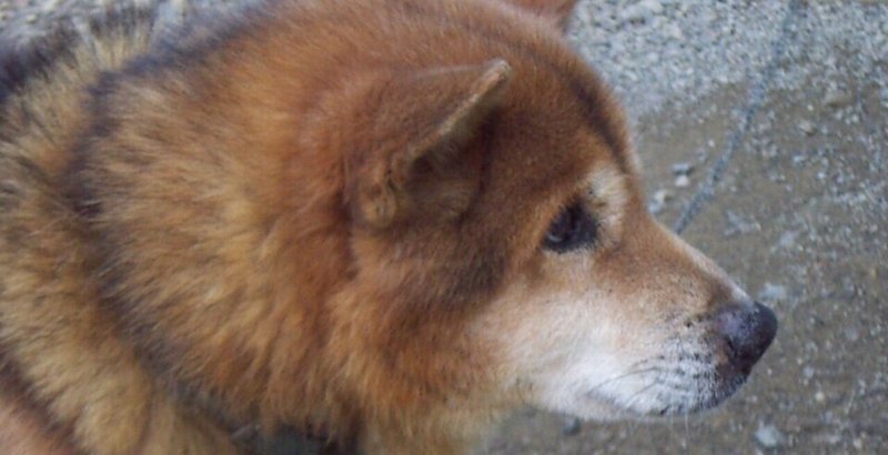 バカ犬 の新着タグ記事一覧 Note つくる つながる とどける