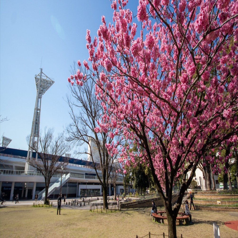 横浜おすすめ桜スポット たのやく Note