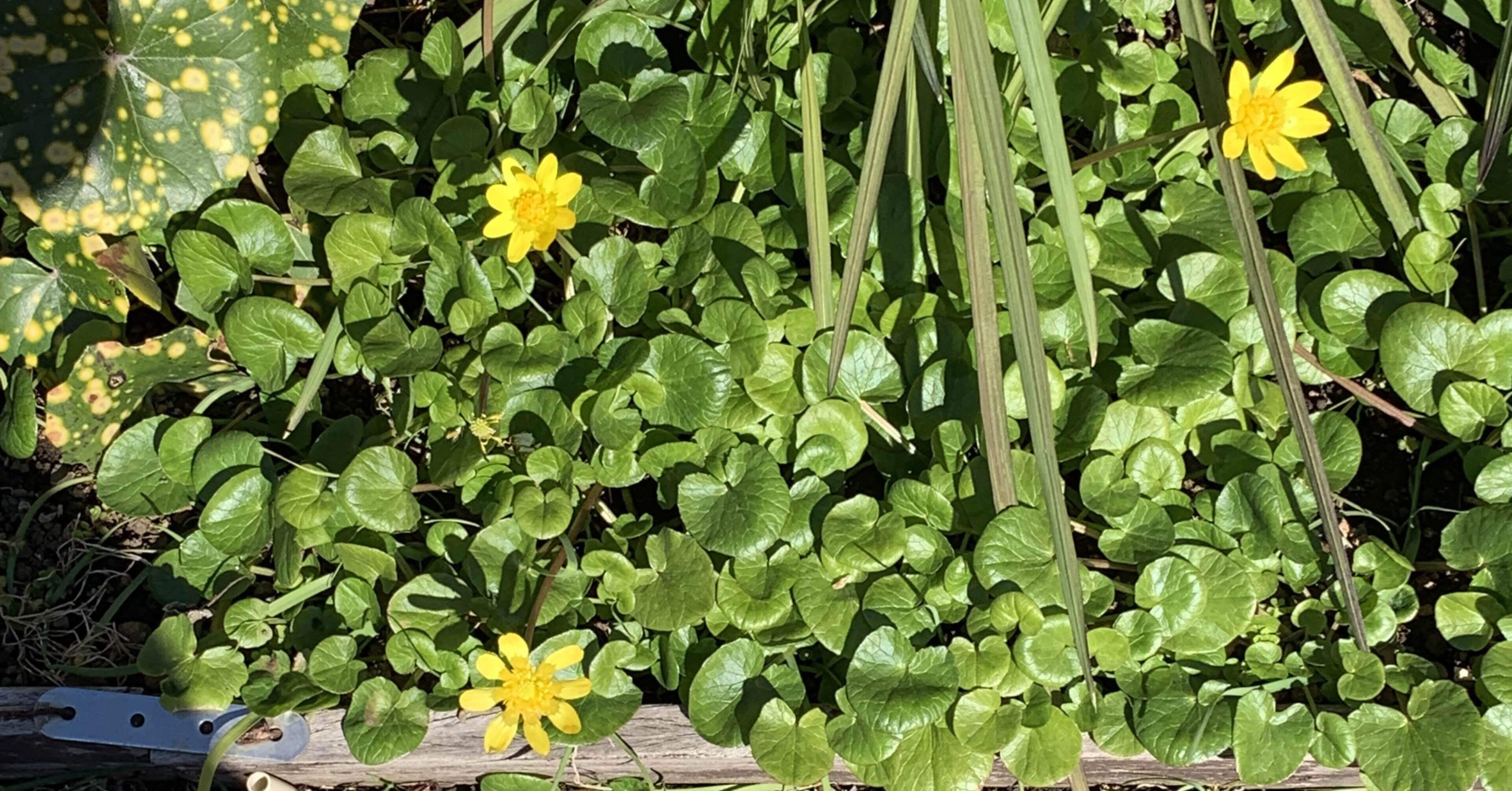 キクザキリュウキンカ 菊咲立金花 シラちゃん Note キクザキリュウキンカ 菊咲立金花 シラちゃん Note