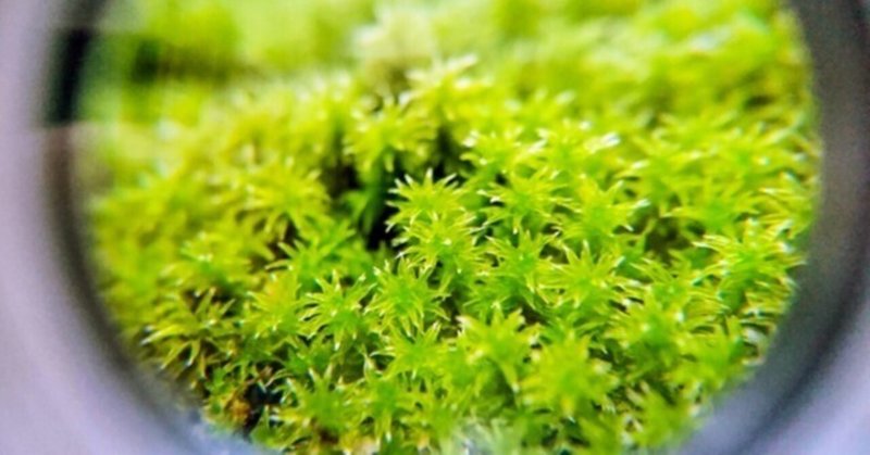 苔の育て方 室内で苔を増やしたい インテリアとして楽しみたい方に ふりこけサッサ Note