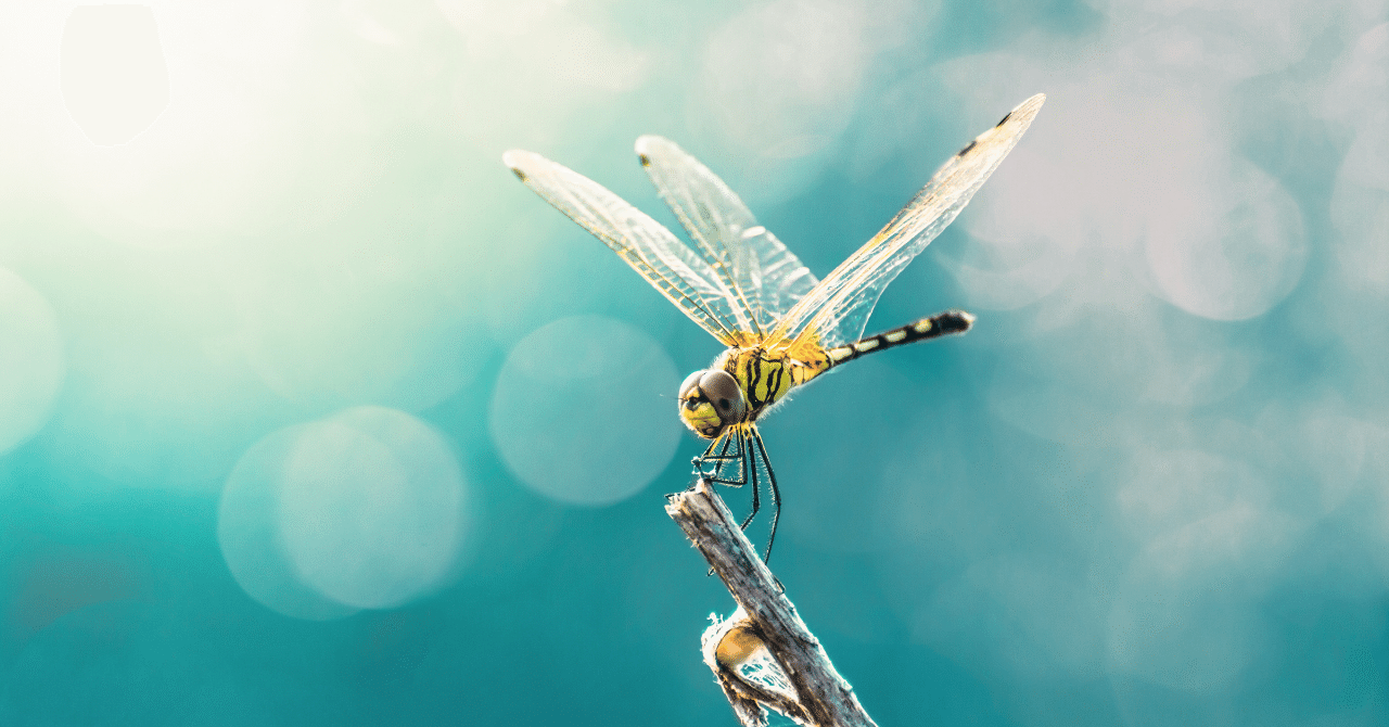 勝ち虫 の新着タグ記事一覧 Note つくる つながる とどける