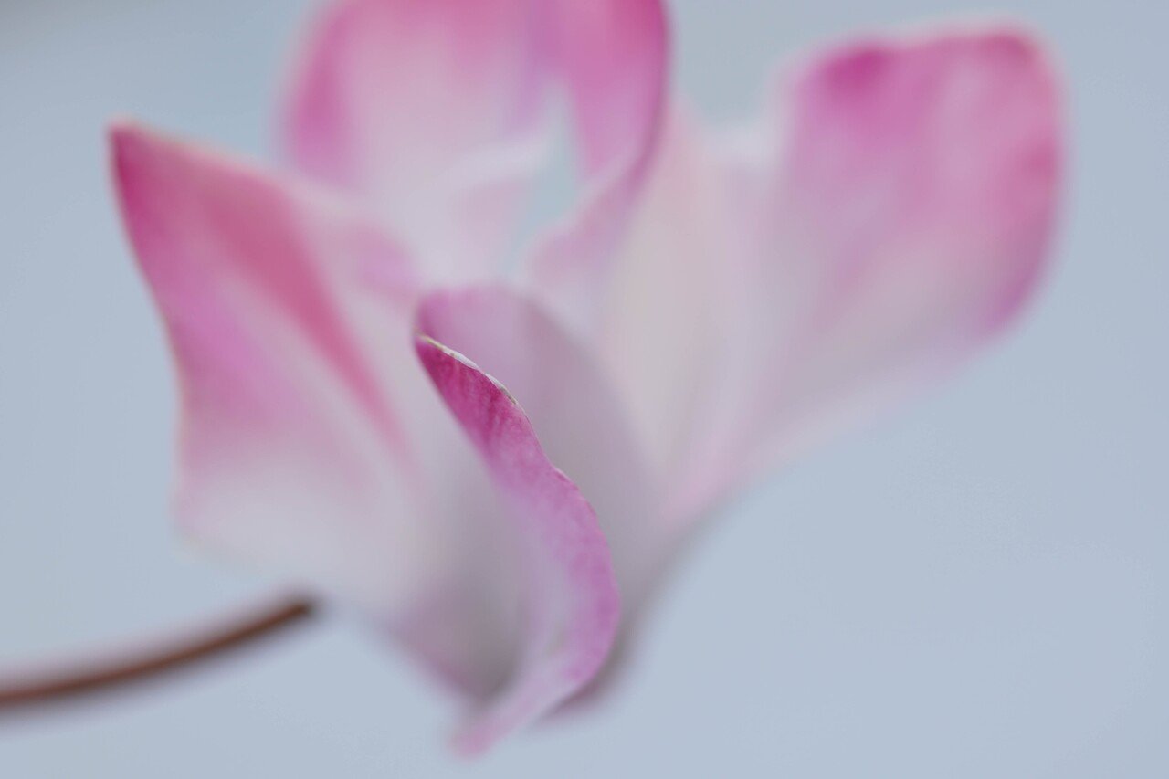 こんなの持ってたんだ OLYMPUS ZUIKO MACRO 135mm 1:4.5 + α6400 こんなの持ってたんだ OLYMPUS ZUIKO MACRO 135mm 1:4.5 + α6400