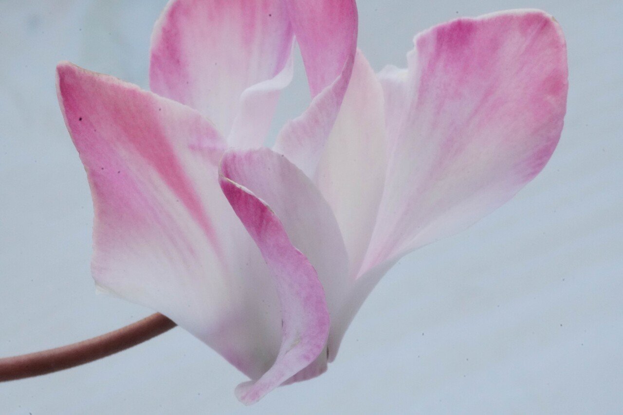 こんなの持ってたんだ OLYMPUS ZUIKO MACRO 135mm 1:4.5 + α6400 こんなの持ってたんだ OLYMPUS ZUIKO MACRO 135mm 1:4.5 + α6400