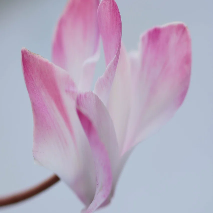 こんなの持ってたんだ OLYMPUS ZUIKO MACRO 135mm 1:4.5 + α6400｜at.k