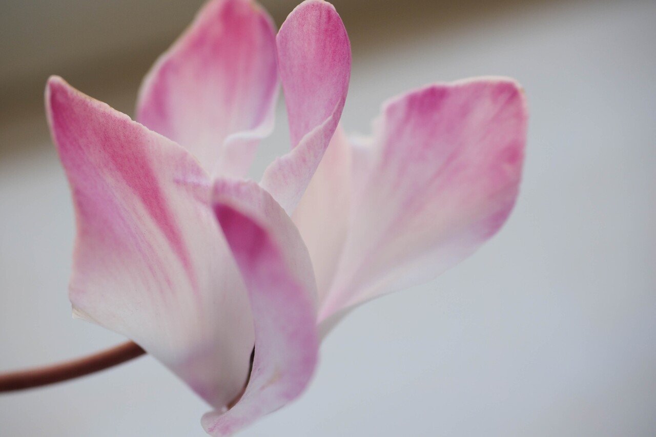 こんなの持ってたんだ OLYMPUS ZUIKO MACRO 135mm 1:4.5 + α6400 こんなの持ってたんだ OLYMPUS ZUIKO MACRO 135mm 1:4.5 + α6400
