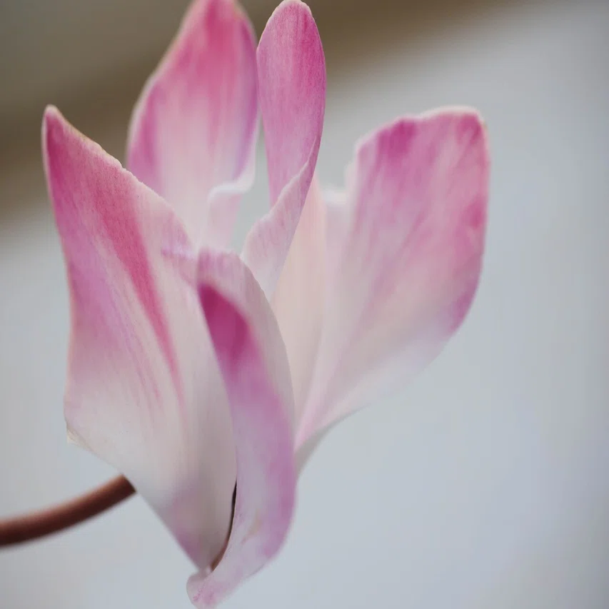 こんなの持ってたんだ OLYMPUS ZUIKO MACRO 135mm 1:4.5 + α6400｜at.k