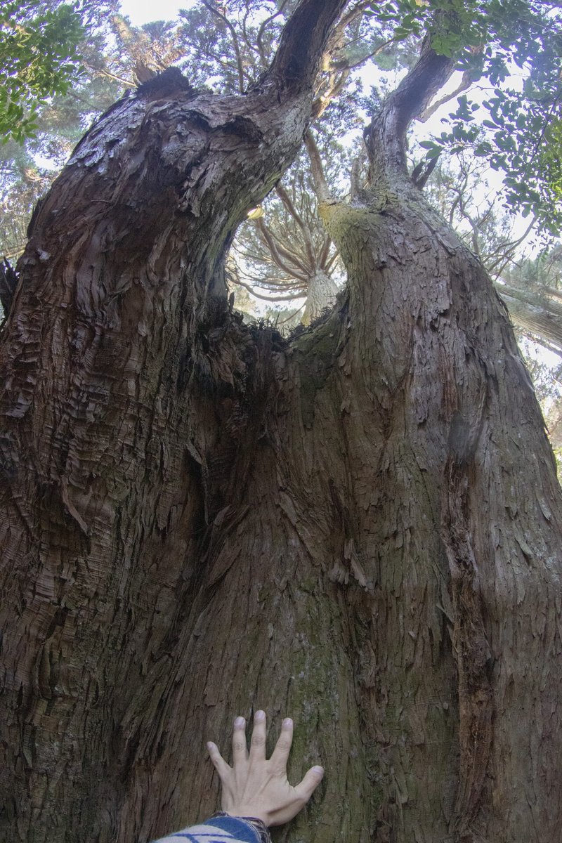 （リサイズ）20220128福岡のRyoと-0102（南阿蘇、幣立神社、昼）