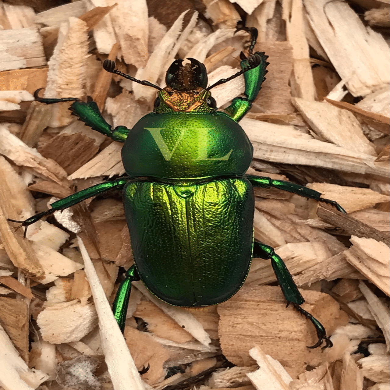 アエネアキンイロクワガタ｜ヴェイル