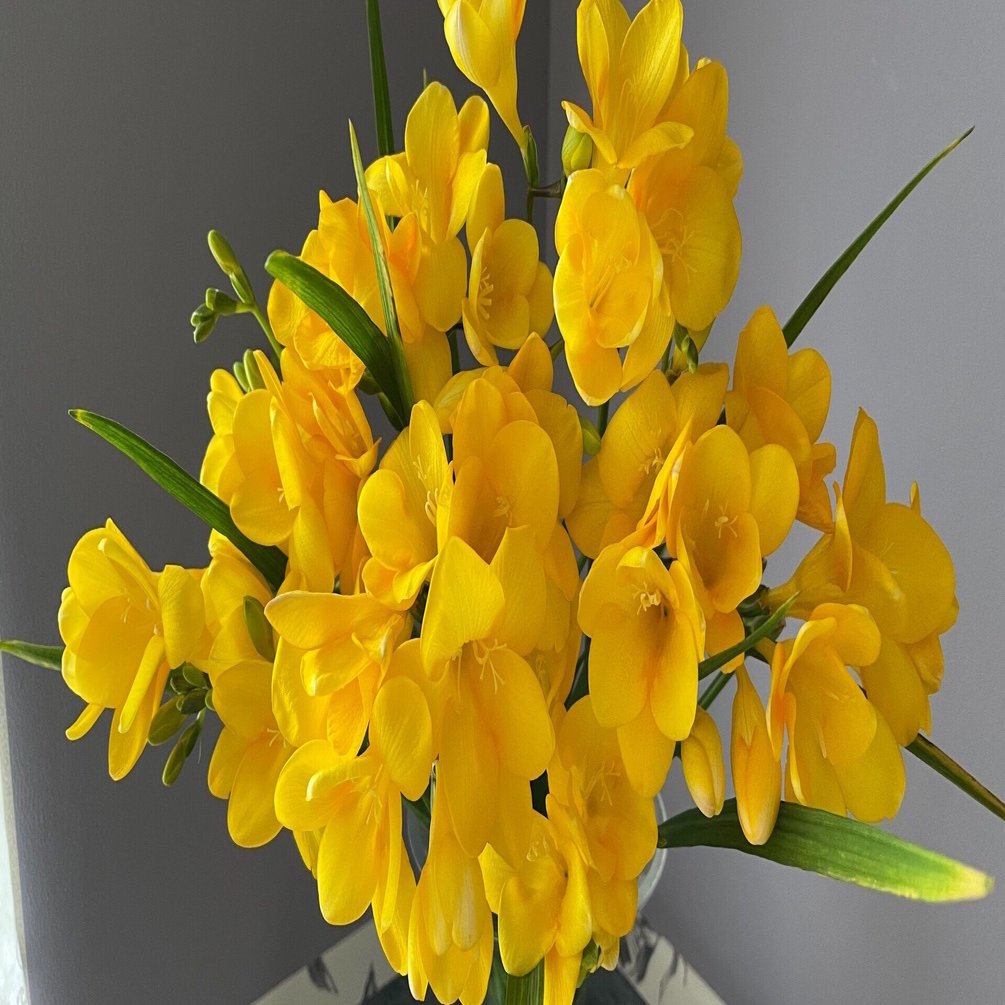 1週間経ったフリージア 暮らしの花研究家 Note