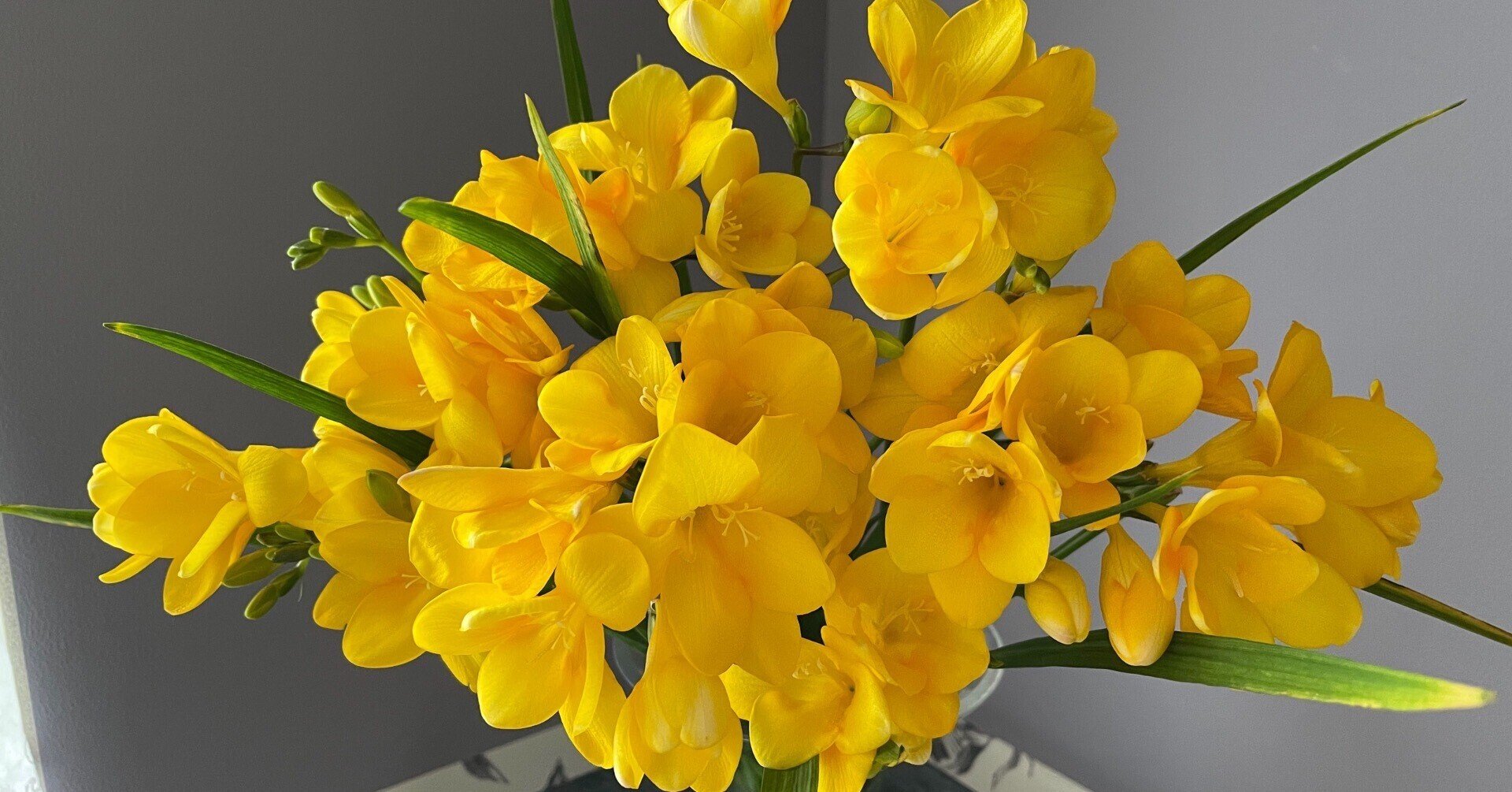 1週間経ったフリージア 暮らしの花研究家 Note 1週間経ったフリージア 暮らしの花研究家 Note