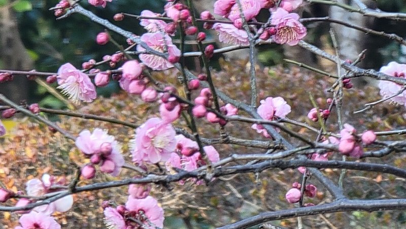 画像8を拡大表示