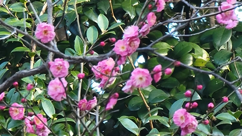 画像11を拡大表示