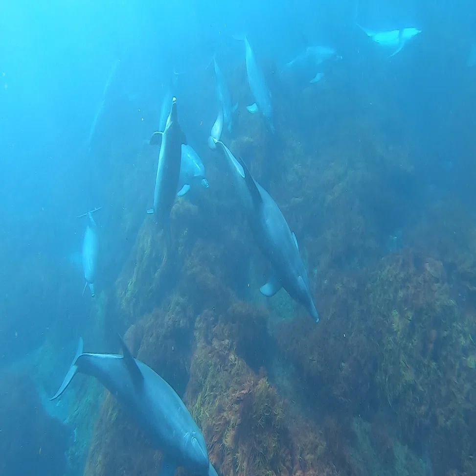 東京都の島でイルカと泳げる｜神津島GUIDE＠ひろみ