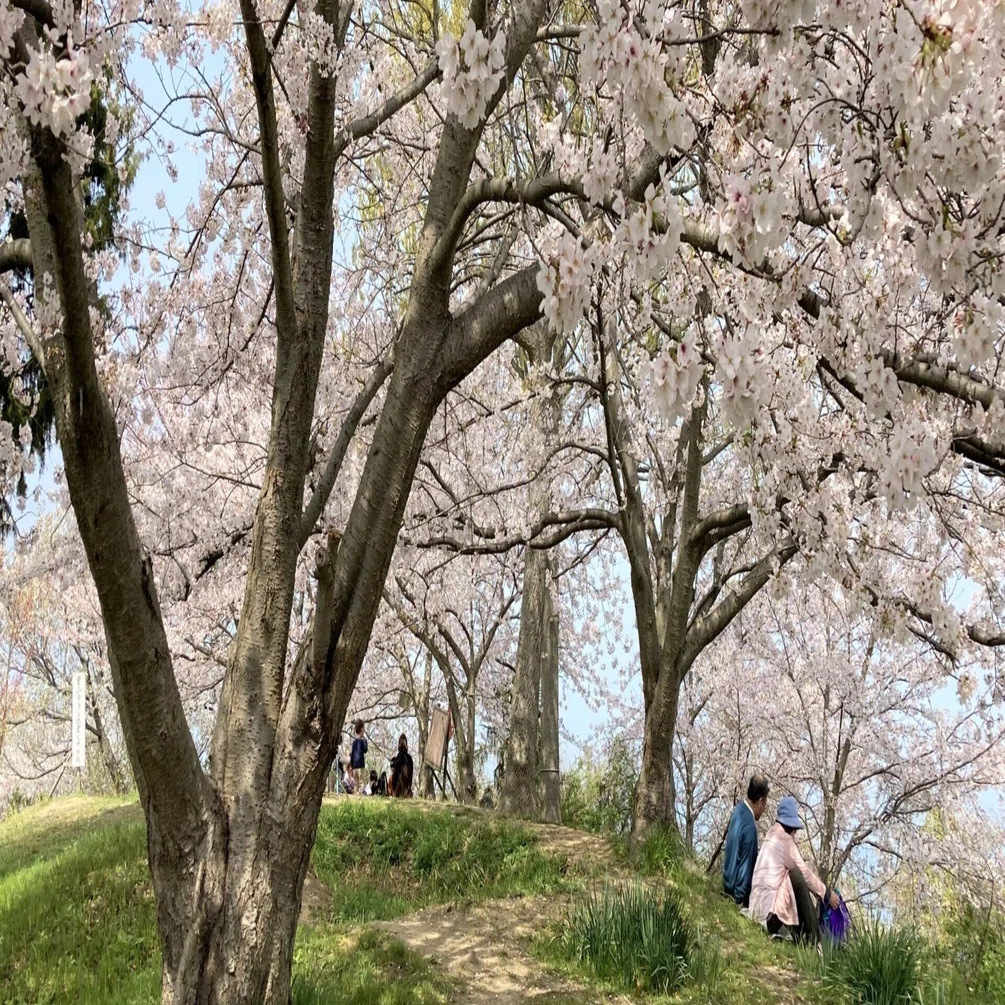 三豊市のおすすめの山② 片道20分で登れる桜の名所、塩生山｜週刊みと 