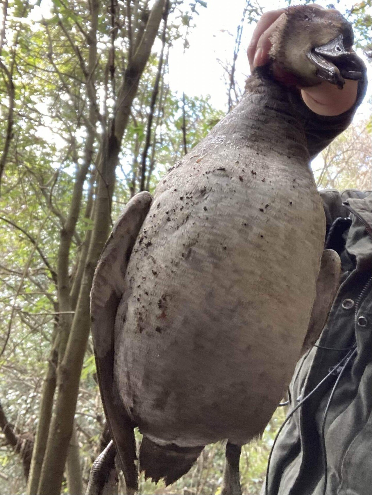 狩猟鳥獣解体新書】ヨシガモ♀【味・調理法】｜我出張族長州人