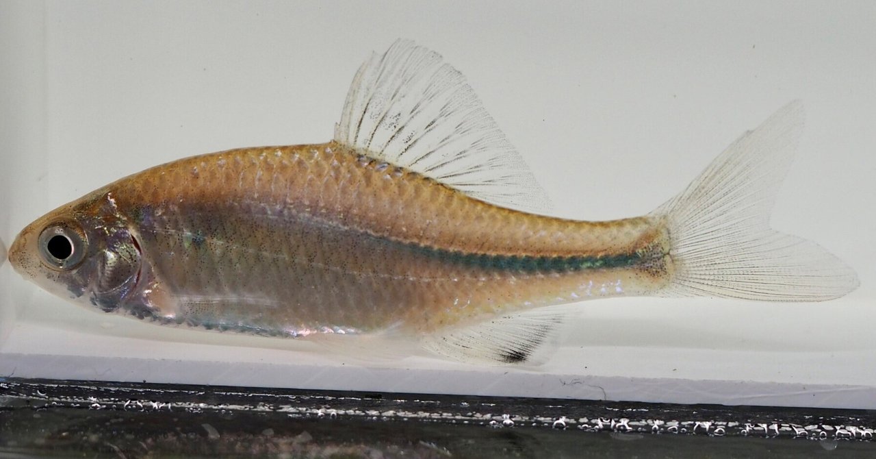 大発中国　辰砂　花弁魚藻文　獅子摘　蓋壺　Ｃ　8939Ａ 大発様専用中国 辰砂 花弁魚藻文 獅子摘 蓋壺 C 8939A - メルカリ