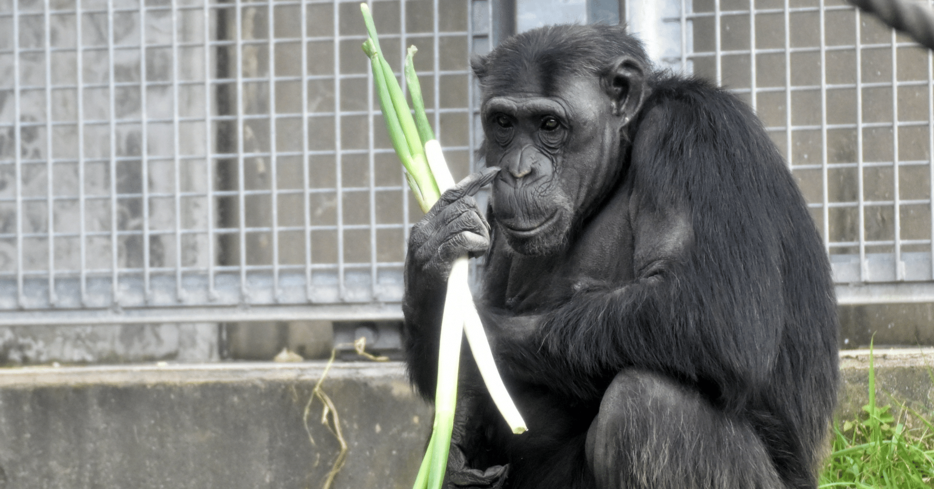 チンパンジーとヒトの近くて遠い関係 Koji Fukuoka Note