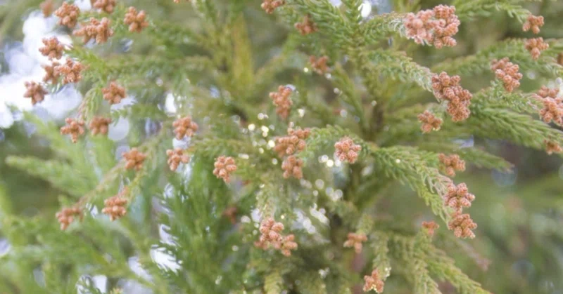 18年スギ ヒノキ花粉まとめ イマケン 中医学 ハチ活 薬剤師 Note