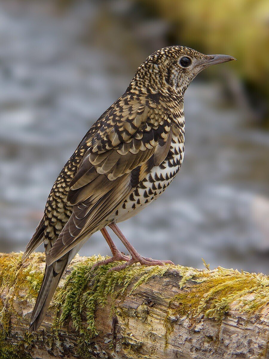 Uma遺産 第15回 幻の妖怪 鵺 ぬえ 伝説ゆかりの地 京都府京都市上京区 下京区エリア Uma Crew Project Note Uma遺産 第15回 幻の妖怪 鵺 ぬえ 伝説ゆかりの地 京都府京都市上京区 下京区エリア Uma Crew Project Note