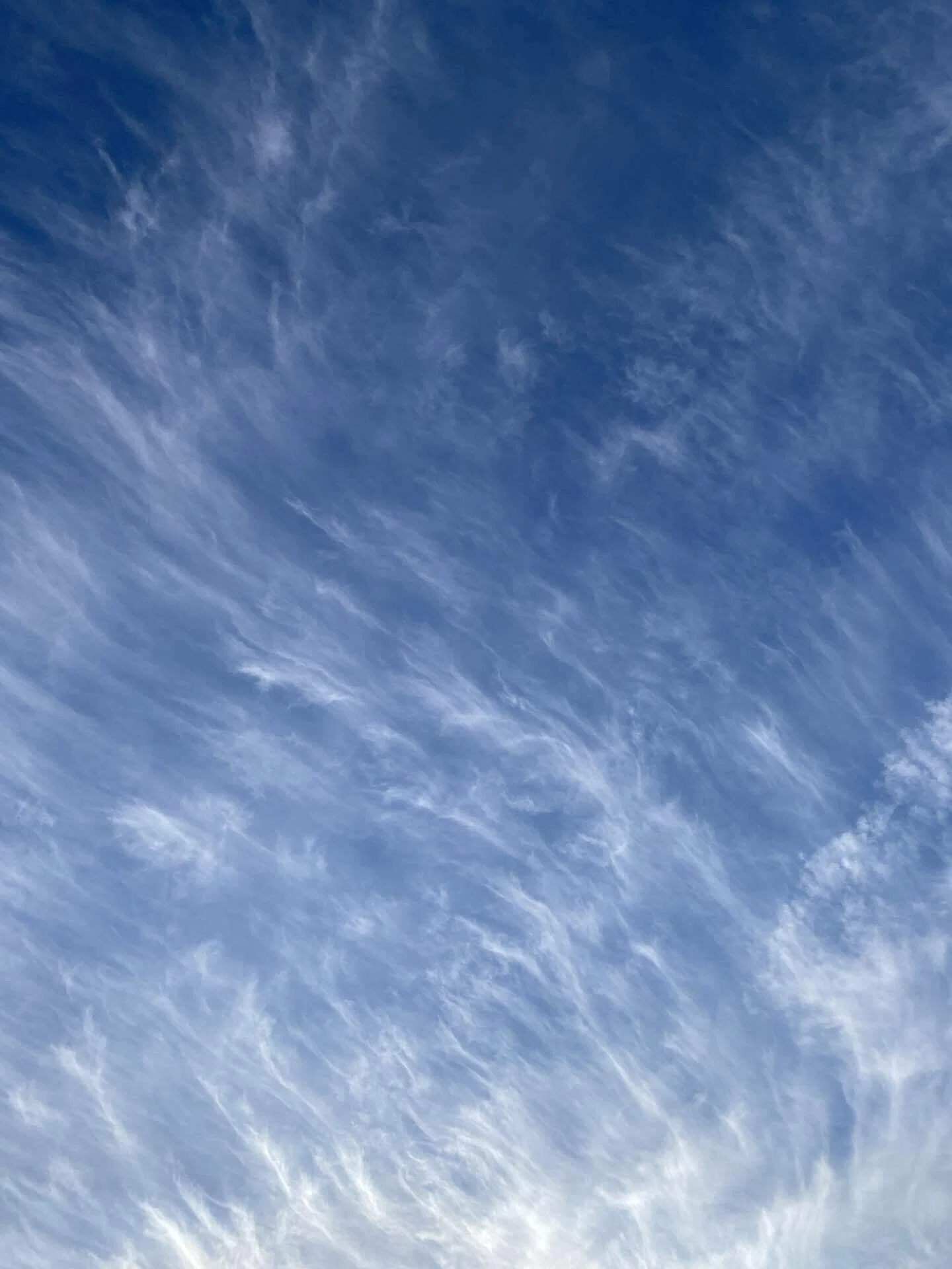 巻雲、すじ雲と言うらしい。 高いところの雲。氷の雲。 天気が崩れる前