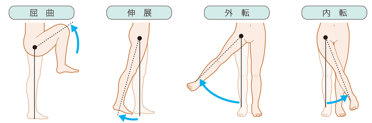 股関節　動作