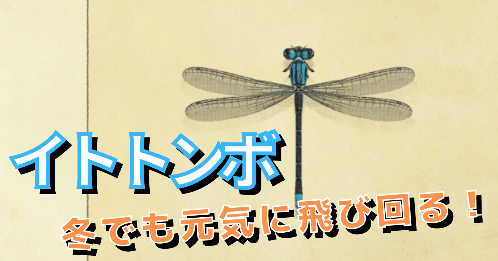 あつ森から学ぶ生物の話】冬を越えるイトトンボ！寿命が１年ある珍しい