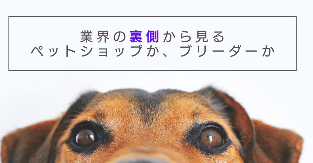 業界の裏側から語る】ブリーダーとペットショップどっちが安いのか、健康なのか。｜ペットの実家＠優良ブリーダー直販