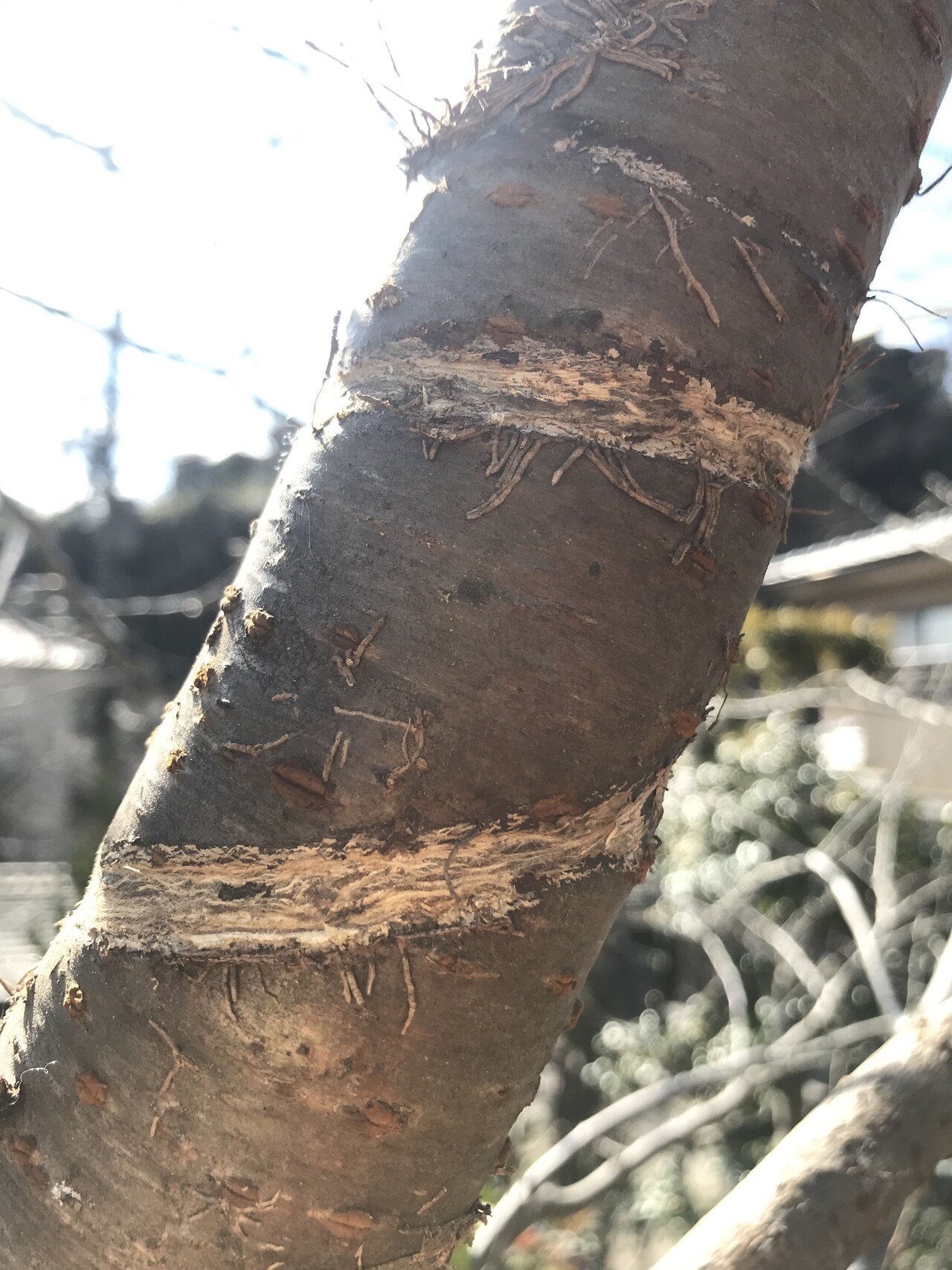 桜に訊ねる やさしさとは おどるなつこ Note 桜に訊ねる やさしさとは おどるなつこ Note