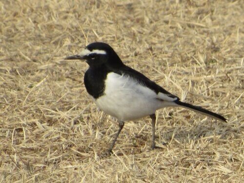ビンさま専用　日本固有種　セグロセキレイ　木彫りの野鳥　野鳥彫刻 ビンさま専用 日本固有種 セグロセキレイ 木彫りの野鳥 野鳥彫刻