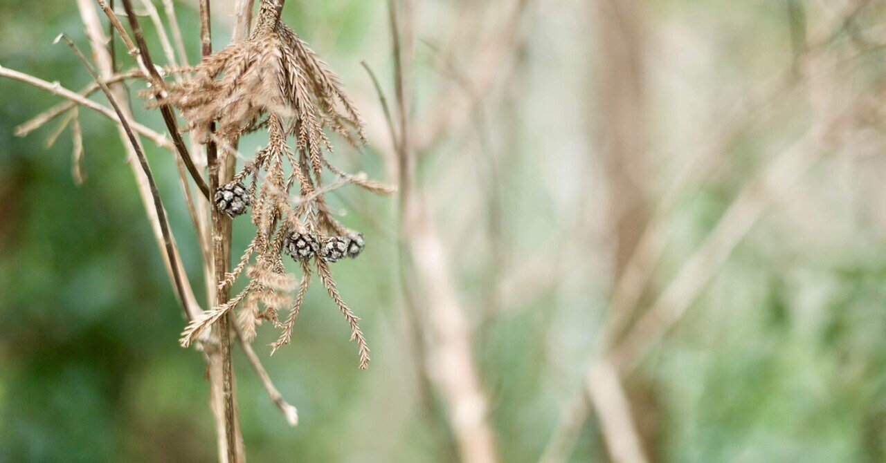 枯れた美しさ｜kuno_yasuhiro