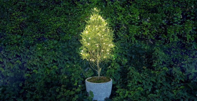 botanical light -植物発電- 開発の想い