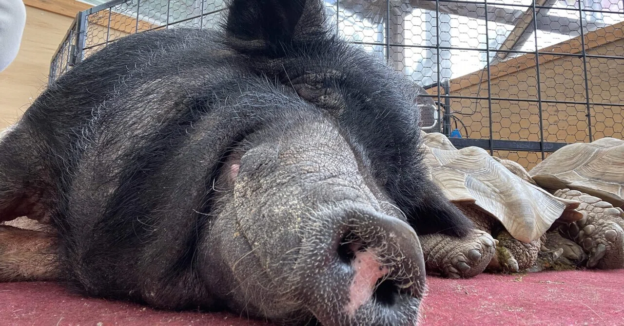 トリアスふれあい動物園へ 山の下のピー Note トリアスふれあい動物園へ 山の下のピー Note